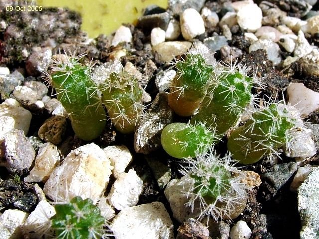 Mammillaria_ sphacelata _ssp.sphacelata_ WH105_ 09